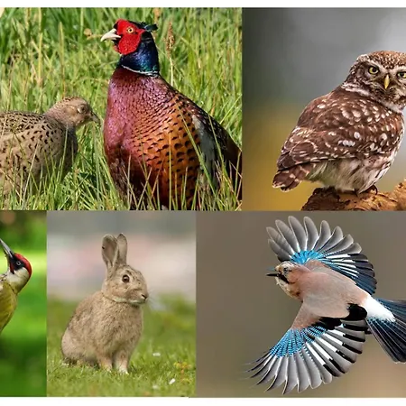 Luxury - Eik Aan De Dijk 3*